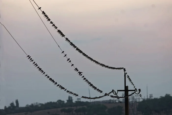 Grapes of Wrath - My, Photo hunting, The nature of Russia, Birds, Nature, Summer, LPR, wildlife, Donbass, Steppe, Hobby, Bird watching, Video, Video VK