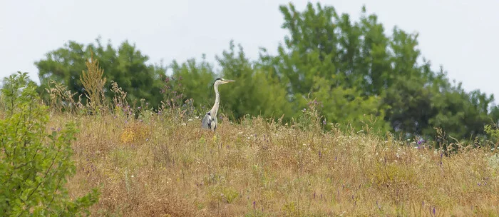 It would seem that Travolta has nothing to do with it - My, Photo hunting, The nature of Russia, Birds, Ornithology League, Nature, Summer, LPR, wildlife, Donbass, Bird watching, Steppe, Hobby