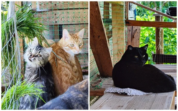 Hello everyone from Catnip from cats rescued from dachas (some were near death). It's 34 outside, and there's shade and breeze in the catnip - My, cat, Kittens, Dacha, Video, Longpost, Cat lovers, Fluffy, Tosno, Pet the cat, Vertical video, Post #11637635