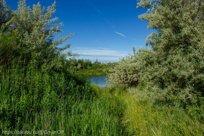 Sea buckthorn pond - My, The photo, Nature, Pond, Sea buckthorn, Camping