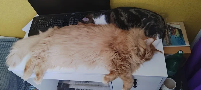 Difficulties of working remotely - My, cat, Work, Remote work, Maine Coon, Pets, The photo