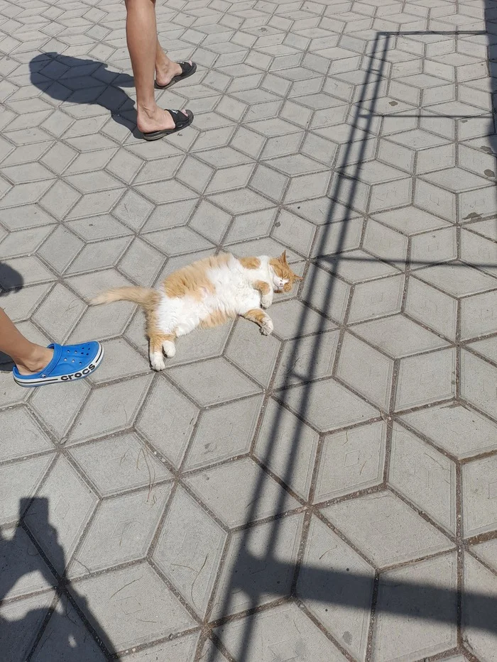 Don't worry, the cat is fine! - cat, Embankment, Crimea, Gurzuf, Relaxation