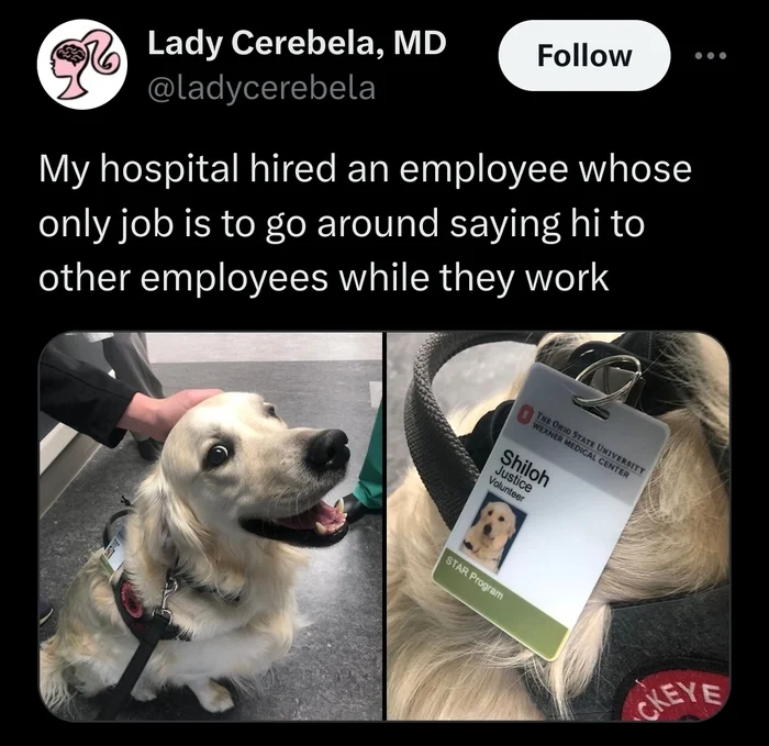 I hope the salary is decent - Dog, Labrador, Hospital, Employees, Milota, Twitter, Screenshot