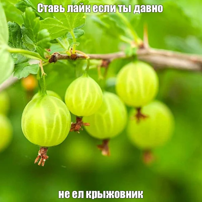 Gooseberry - My, Gooseberry, Past, Picture with text