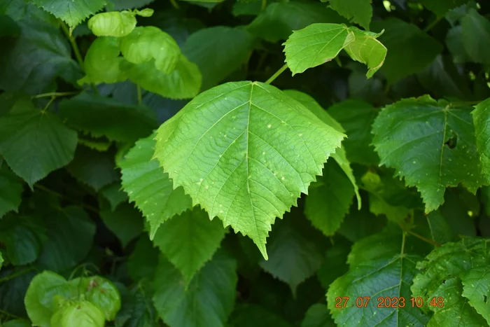 beautiful petal - My, Kaliningrad region, Leaves, Tree, Summer, City walk