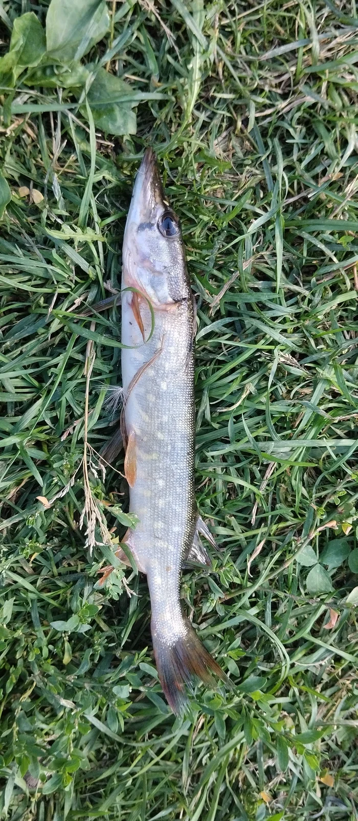 Little pike - Pike, A fish, Fishing, Longpost, The photo