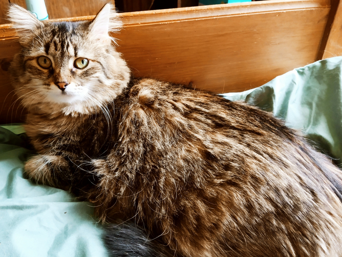 Стеша - нежная, воздушная, трепетная пушинка