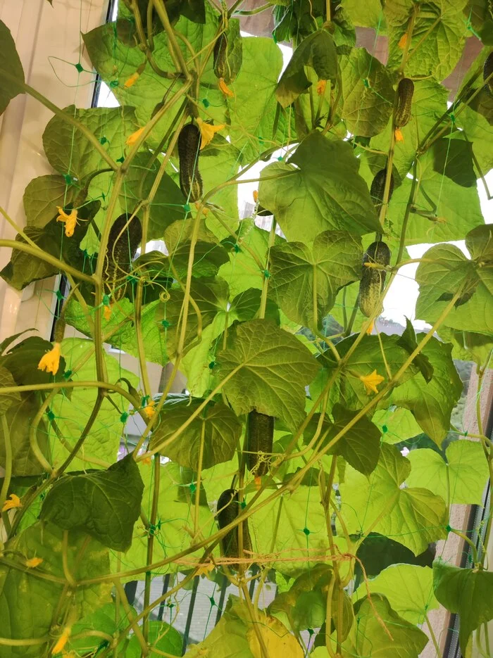 Reply to the post Garlic - My, Garlic, Health, Harvest, With your own hands, The photo, Cherry tomatoes, Cucumbers, Greenery, Longpost, Reply to post