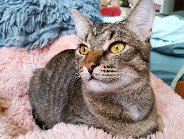 Санчес - йуный тигрь!