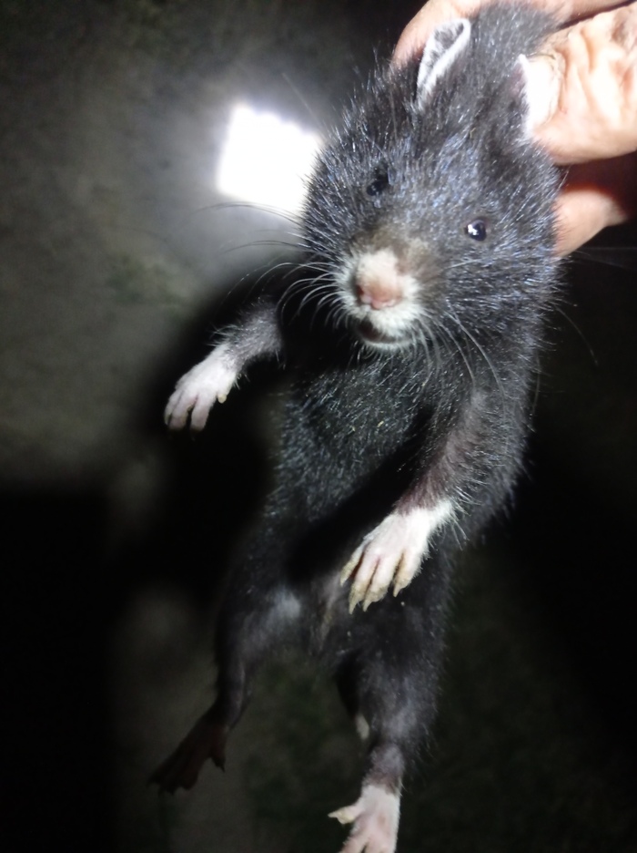 Куда я его брошу контуженного, после тапочка?