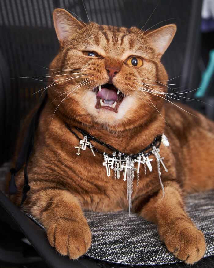 Кошачья способность выходить сухим из воды