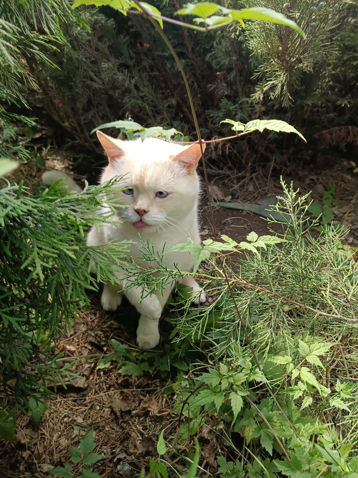 Уверенно идти навстречу мечте...