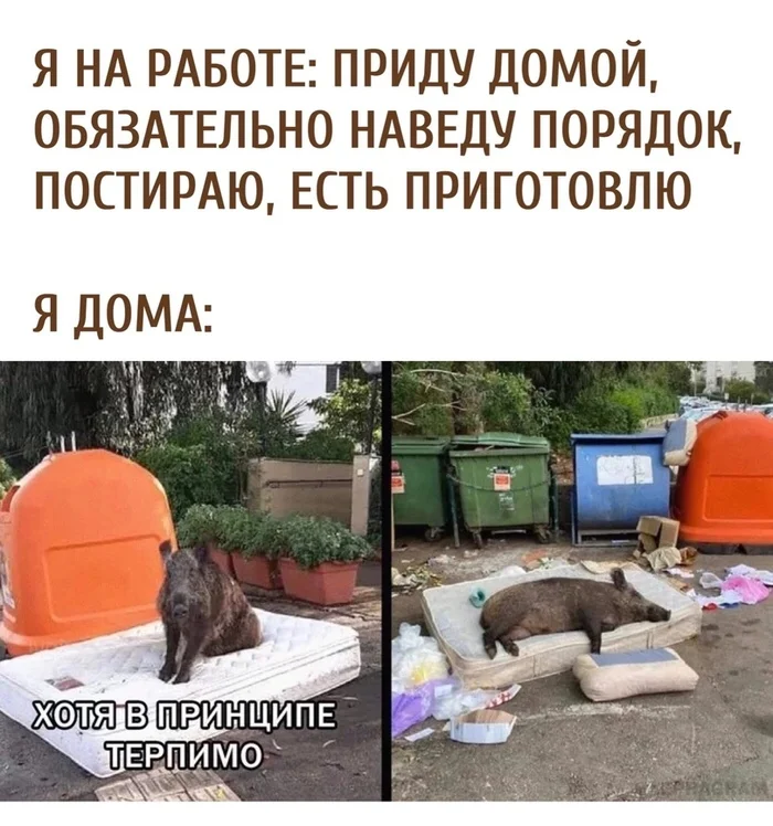 Always like this - Humor, Picture with text, Memes, Boar, Mattress, Repeat