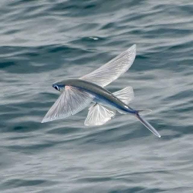 Flying fish - A fish, Flying Fish, Longpost