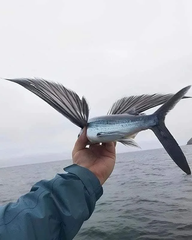 Flying fish - A fish, Flying Fish, Longpost