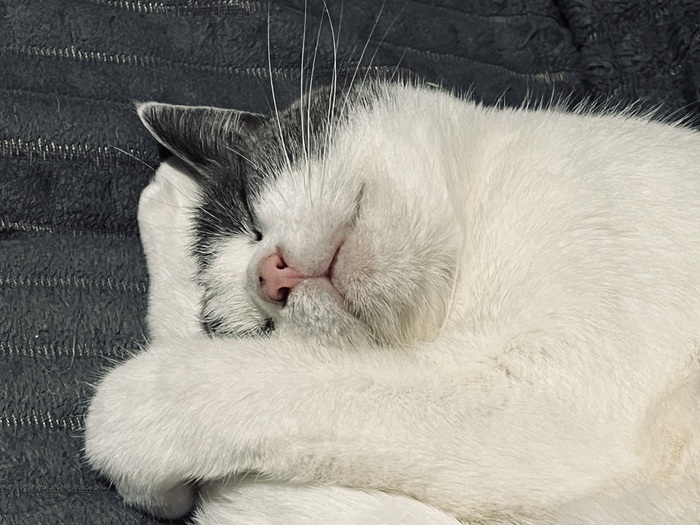 Какая бы фигня не происходила в окружающем мире, всегда поднимают настроение розовые носики :)