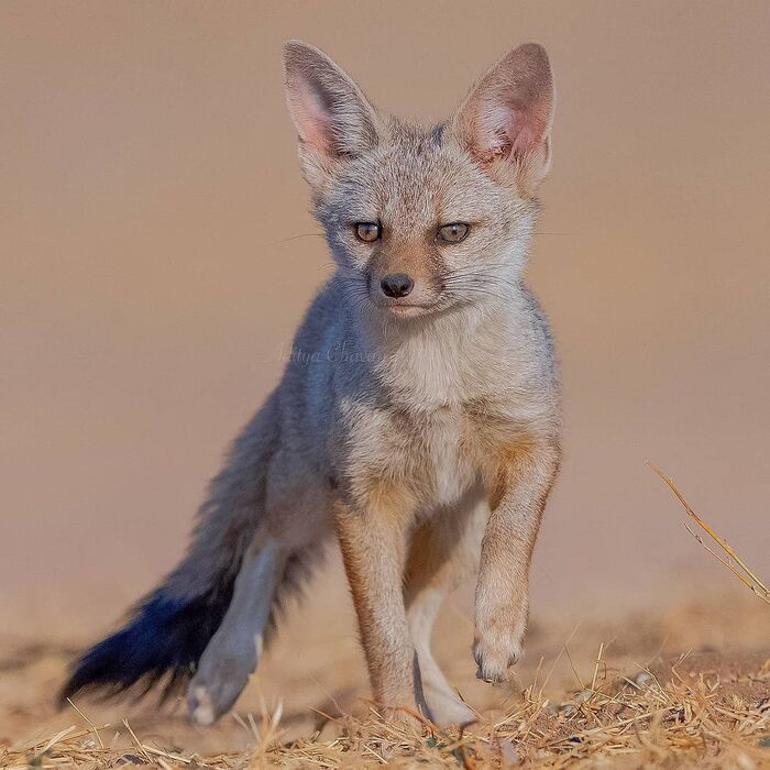 Бенгальская лисица