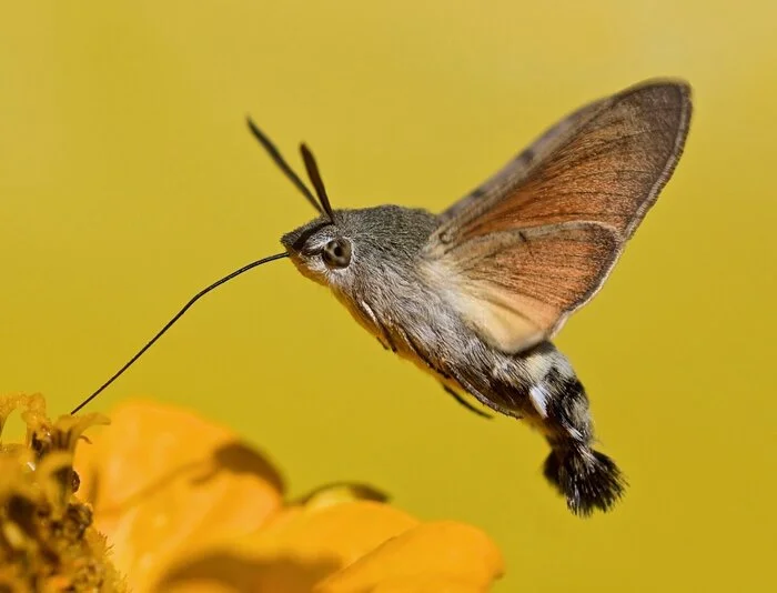 Miracle - Miracle, Hummingbird, Middle band, Hawk, Insects, Butterfly, Video, Vertical video, My