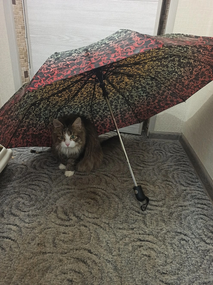 Котогрусти пост