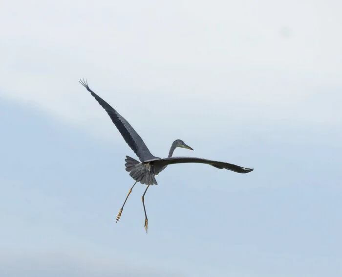 Aerial ballet - My, Photo hunting, The nature of Russia, Birds, Ornithology League, Steppe, LPR, Donbass, Nature, Longpost, Series Dark mounds sleep Small Motherland anthracite