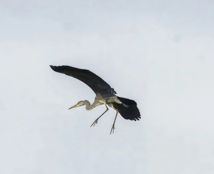 Aerial ballet - My, Photo hunting, The nature of Russia, Birds, Ornithology League, Steppe, LPR, Donbass, Nature, Longpost