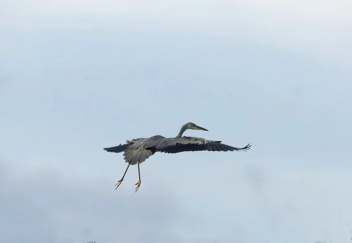 Aerial ballet - My, Photo hunting, The nature of Russia, Birds, Ornithology League, Steppe, LPR, Donbass, Nature, Longpost, Series Dark mounds sleep Small Motherland anthracite
