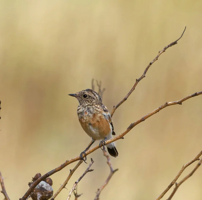 Modestly - My, Photo hunting, The nature of Russia, Birds, Steppe, Summer, Hobby, Nature, LPR, Donbass, wildlife