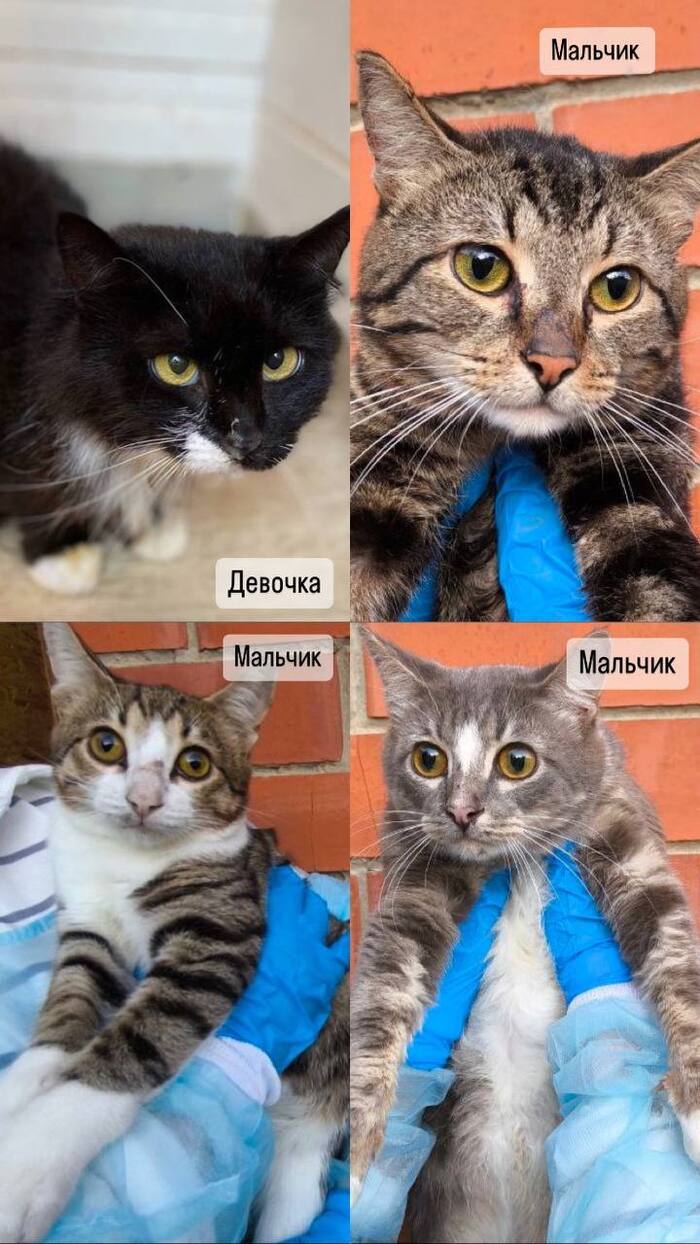 Маленькие гномики мальчики, все спокойные.