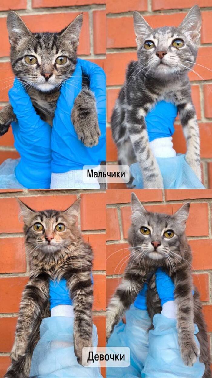 Невероятно милые и пушистые создания, все ручные!