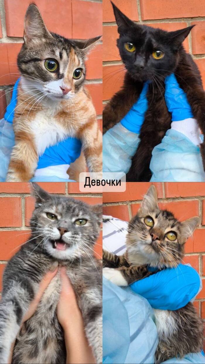 Девочки, все довольно молодые.