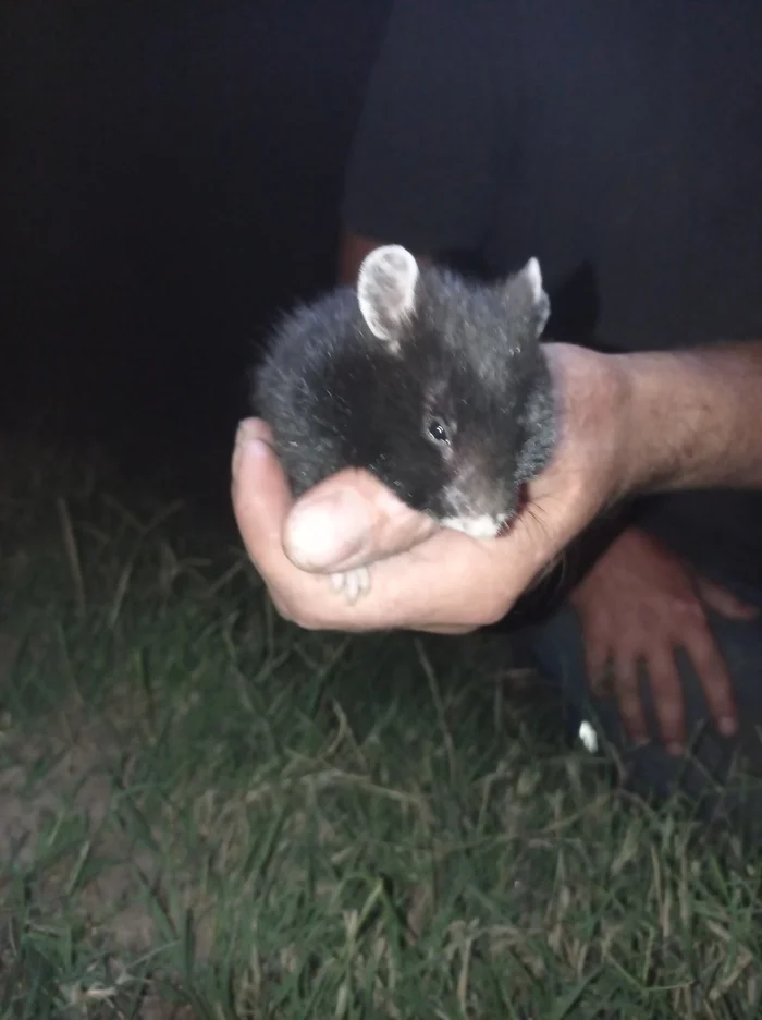 And the fox will eat me, but I fell into human hands - My, Hamster, Nature, In the animal world, Stavropol region, Mat, Text, Longpost, Video, Vertical video