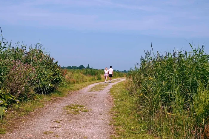 Just summer... - My, Poems, Nature, The photo, Netherlands (Holland)