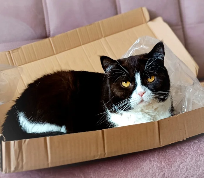 I command the box! - My, cat, Fat cats, Pet the cat, Box, Pets, The photo