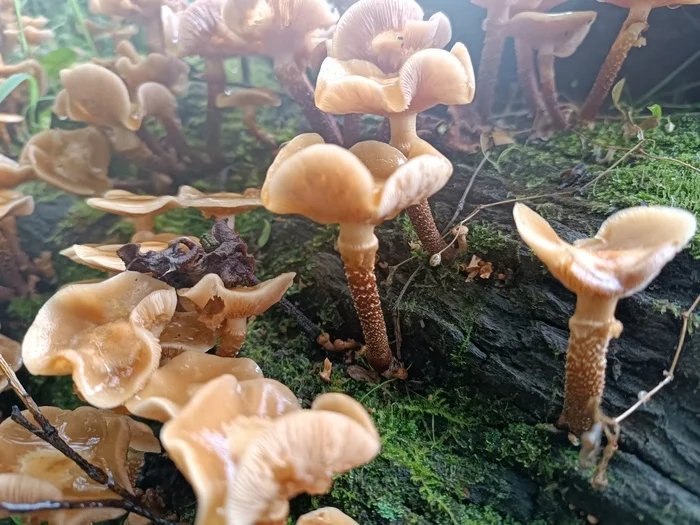 What kind of mushrooms are these? - My, Question, Mushrooms, Mushroom pickers, Ask Peekaboo, Longpost