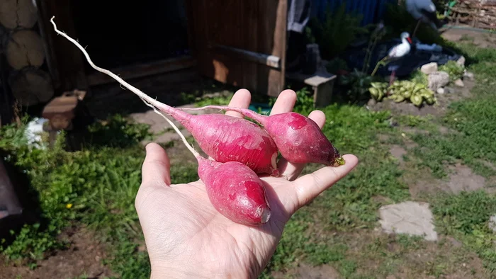 Giant radish - My, Vegetables, Giants, Radish, With your own hands