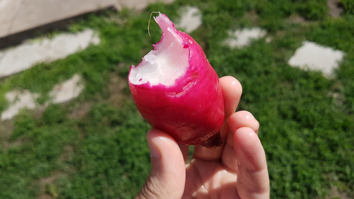 Гигантская редиска Овощи, Гиганты, Редиска, Своими руками