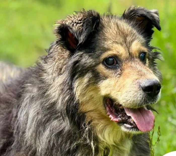 BLIND, OLD, LONELY... - My, Homeless animals, Kindness, Dog, Charity, The rescue, Shelter, Care, Moscow, Master, In good hands, Dog on the couch