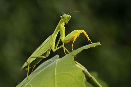 How do praying mantises reproduce? - Mantis, Reproduction, The science, Insects