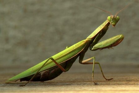 How do praying mantises reproduce? - Mantis, Reproduction, The science, Insects