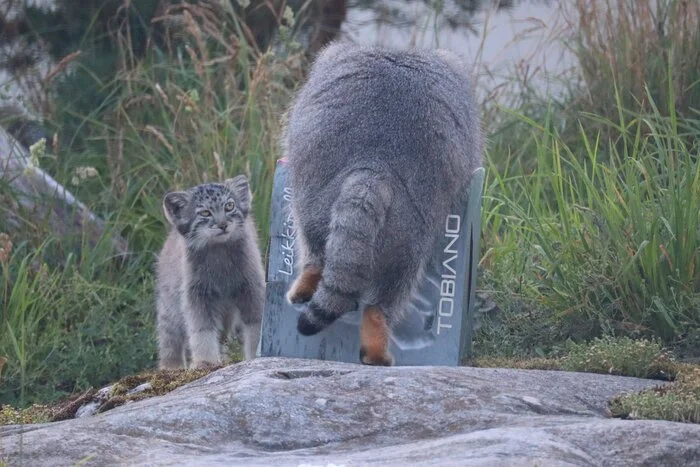 Mom... I don’t want to offend you... but in my opinion the box is too small... - Wild animals, Zoo, Predatory animals, Cat family, Pallas' cat, Small cats, Young, Box, Sight