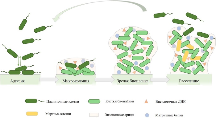 Схема формирования и распространения биоплёнок.