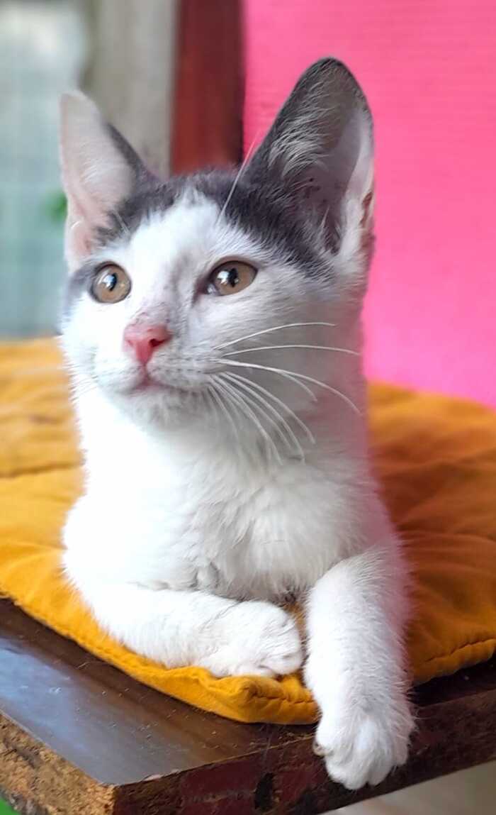 A kitten, a 2.5 month old boy, is looking for a home in St. Petersburg and Lo, we will bring it ourselves. Phone 89313796249 Irina, write to WhatsApp - My, In good hands, cat, Volunteering, Save