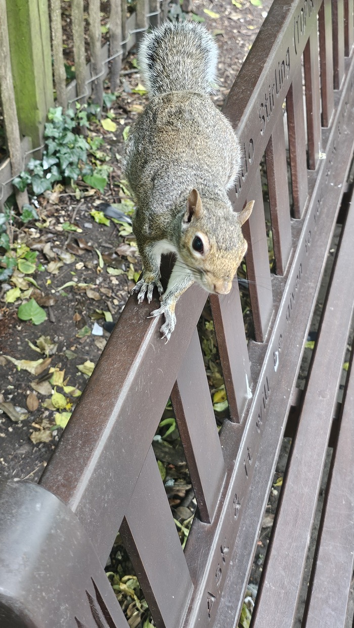 К слову, в Англии серые белки, а в России рыжие. Серые просто выжили рыжих со временем.