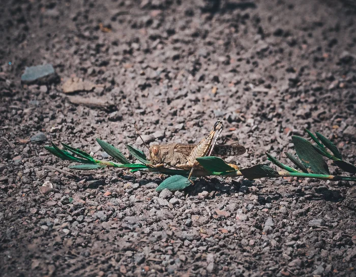 Hello - My, The photo, Anthracite, Nikon d3100, Locust, Summer, Zoom, Grasshopper, Insects