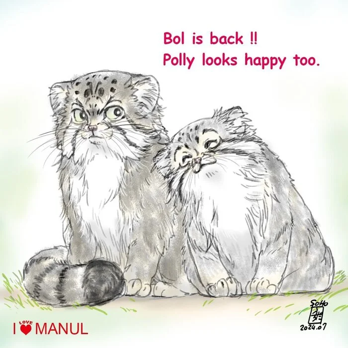 Polly rejoices at Bol's return - Wild animals, Predatory animals, Cat family, Pallas' cat, Small cats, Drawing