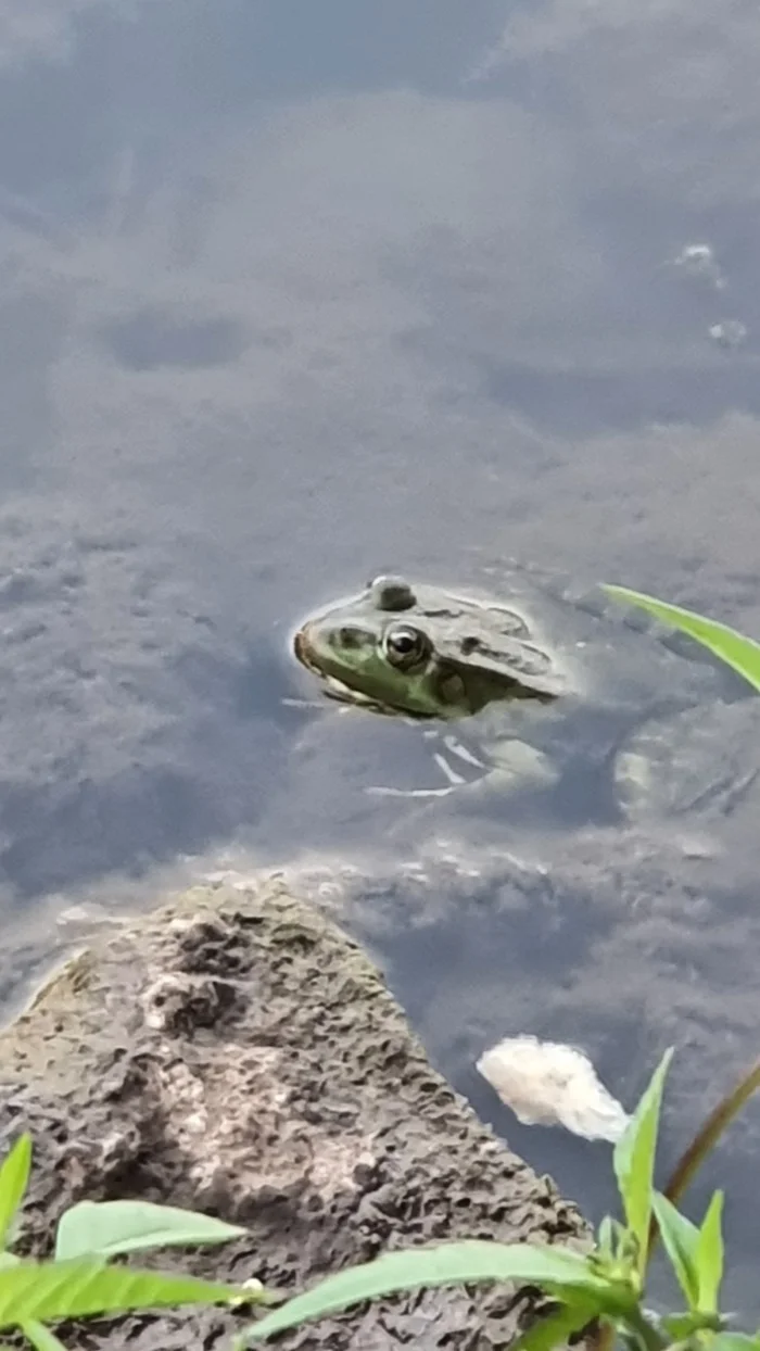 The frog listens to music in her pond. turned out to be a music lover) - Frogs, Tatarstan, Water, Music, Milota