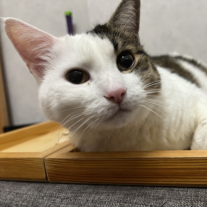 Без заголовка