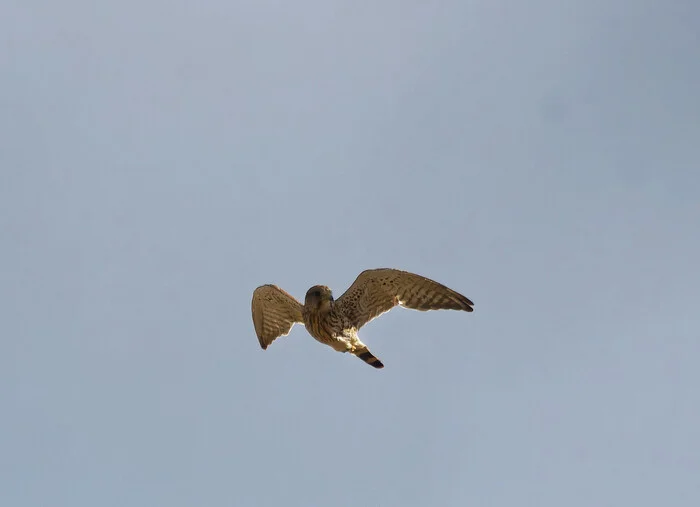 Various kestrel - My, The nature of Russia, Nature, Photo hunting, Birds, Hobby, LPR, Donbass, wildlife, Steppe, Bird watching, Longpost