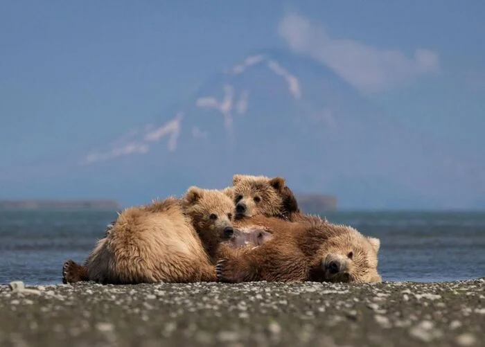 Mother bear with cubs - Teddy bears, The Bears, Brown bears, Predatory animals, Wild animals, wildlife, Reserves and sanctuaries, Alaska, North America, The photo