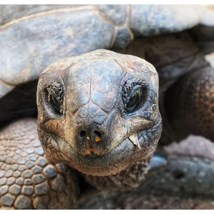 Smile - Turtle, Reptiles, Wild animals, wildlife, Africa, The photo